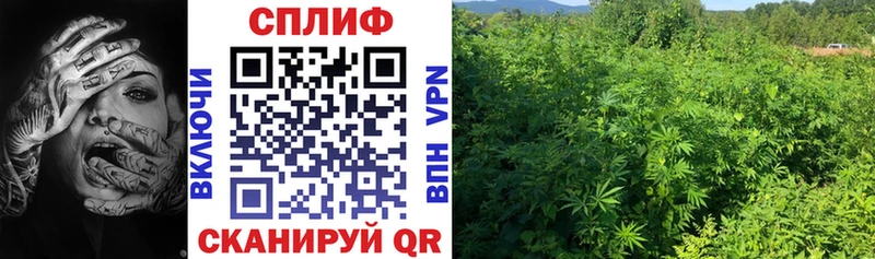 Бошки Шишки VHQ  купить наркотики сайты  Северобайкальск 
